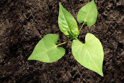 畜糞生產有機肥的流程以及使用設備